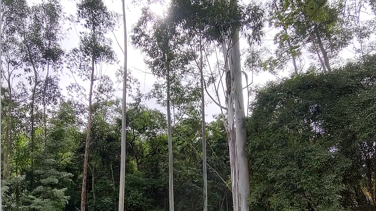 Sítio em SC: Cachoeira, Cavalos e Animais