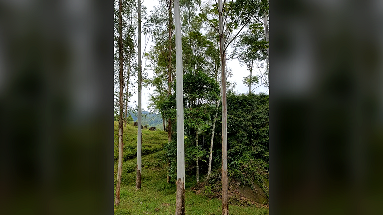 Sítio em SC: Cachoeira, Cavalos e Animais