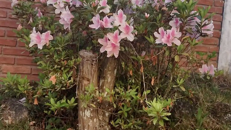 Chácara até 20 pessoas: Piscina e Churrasqueira.