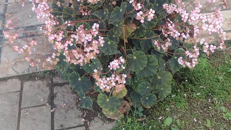 Chácara até 20 pessoas: Piscina e Churrasqueira.