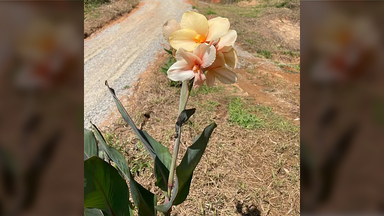 Cabana com Vista Montanha e Rio Capivari